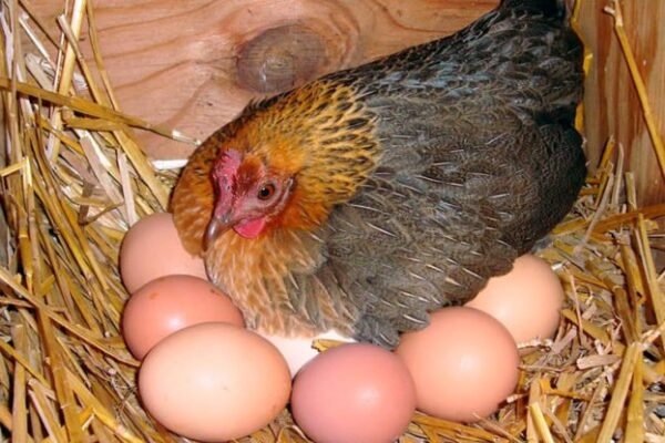 У МінАПК розповіли, коли почнуть падати ціни на яйця