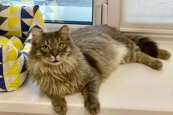 Легендарний кіт Фелікс з Бучі змінився до невпізнанності (ФОТО)