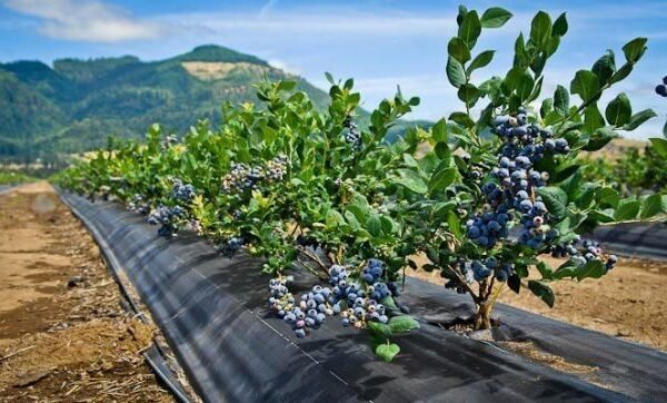 Лохина, малина та чорниця: Європа схвалила якість українських ягід