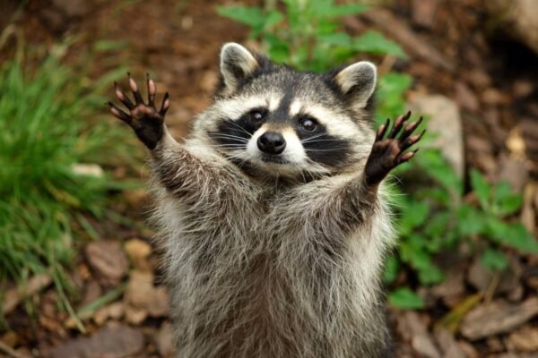 Українці просять Зеленського обміняти пам’ятник Катерині ІІ на єнота: Петицію зареєстрували на сайті глави держави