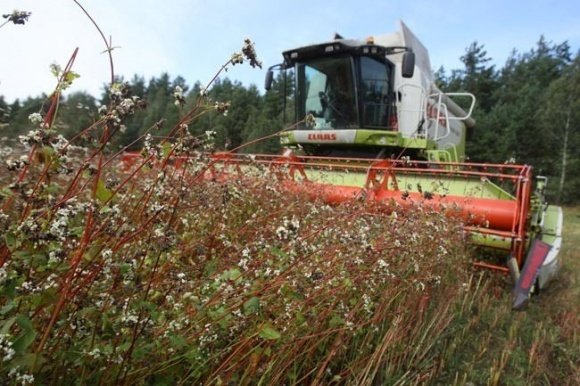 Збір врожаю в Україні: Найбільше гречки зібрали аграрії на Житомирщині
