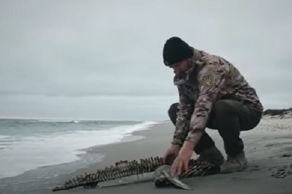 Справжній екоцид: 50 тисяч дельфінів загинули у Чорному морі через окупантів (ВІДЕО)