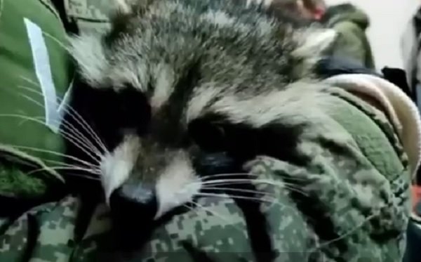 Як вкрадений у Херсоні легендарний єнот покусав Сальдо (ВІДЕО)