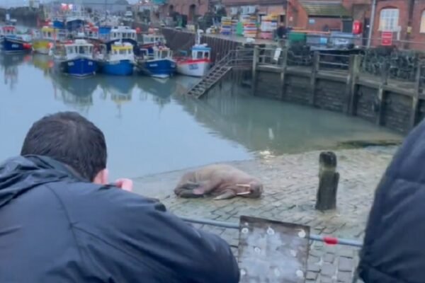 У англійському місті скасували новорічний салют через моржа (ВІДЕО)