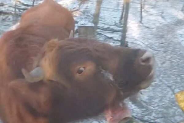 Не котик і не песик: Як бійці ЗСУ пригріли на позиції самотню тварину (ВІДЕО)