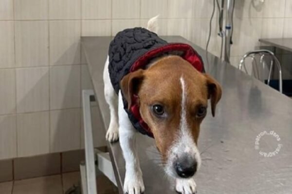 Легендарний пес Патрон потрапив до лікарні і змушений був здати кров (ФОТО)