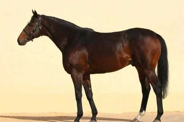 У Чехії викрали породистого коня, який належав Кадирову (ФОТО)