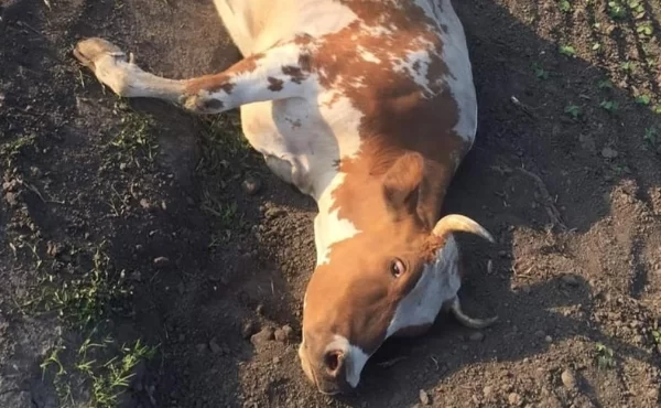  На Хмельниччині поліція знайшла чоловіка, який знущався над коровою і згвалтував її (ФОТО)