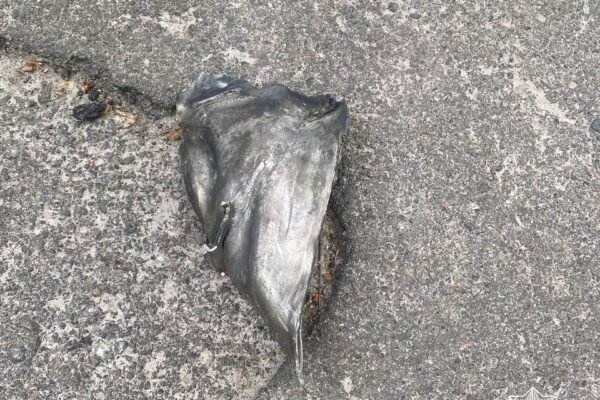 Поліція показала уламки від збитих над Києвом ракет та дронів (ФОТО)