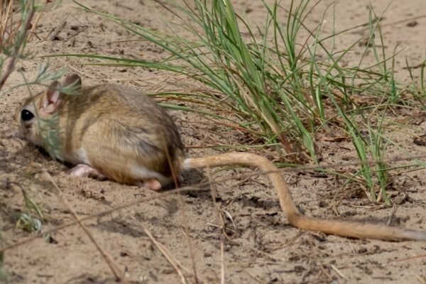 Внаслідок затоплення після підриву ГЕС існує загроза зникнення рідкісних видів тварин