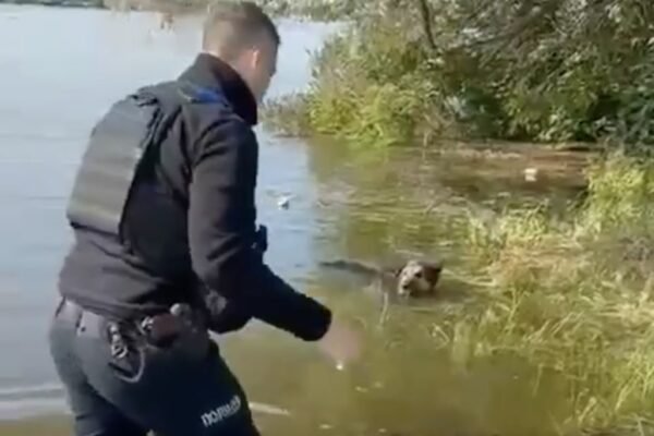 Потрапив у пастку через підтоплення: у Херсоні поліцейський врятував собаку (ВІДЕО)