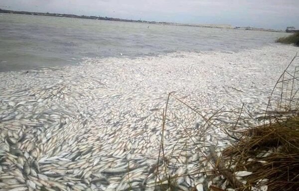 Тонни нафтопродуктів у Дніпрі, мертва риба, затоплені ліси та трупи тварин – Єрмак розповів про наслідки підриву Каховської ГЕС