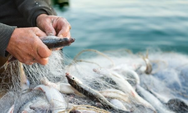 На Миколаївщині заборонили ловити рибу