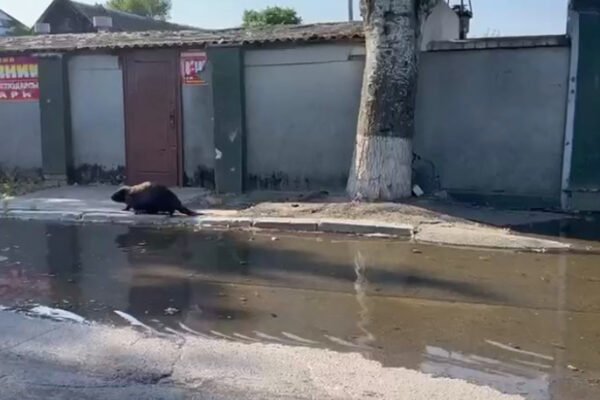 На вулицях Херсона з’явилися бобри (ВІДЕО)