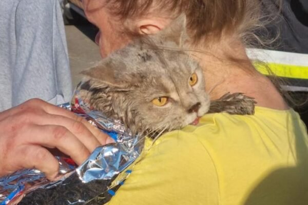 З-під завалів у Києві врятували чотирилапого (ФОТО)