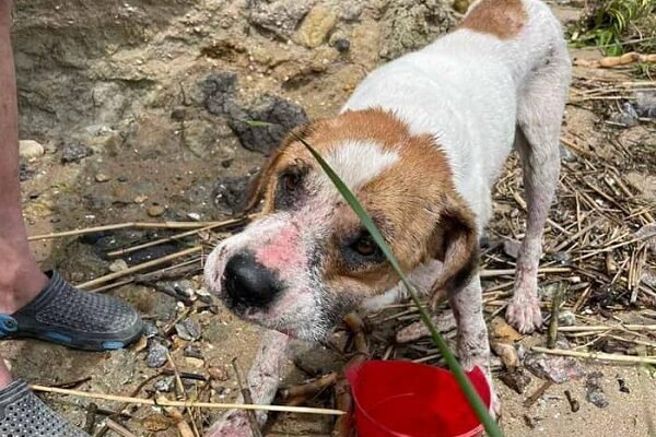 На Одещині врятували собаку, який приплив на дошці з Херсонщини (ВІДЕО)