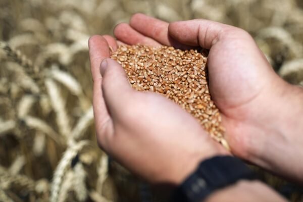 Після зриву зернової угоди саміт на Росії відвідали лише 17 із 43 лідерів країн Африки, – Британська розвідка