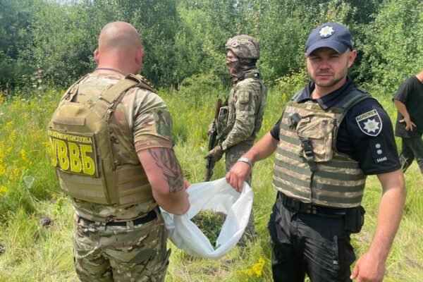 На Київщині виявили цілий гектар посівів коноплі (ФОТО)