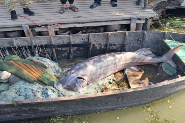 На Одещині браконьєри вбили 125-кілограмову червонокнижну білугу (ФОТО, ВІДЕО)