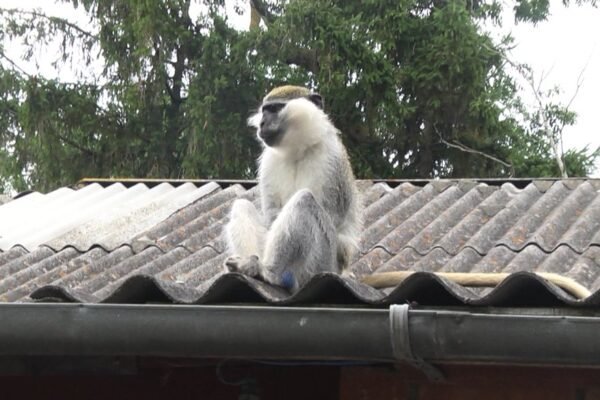 На Хмельниччині мавпа покусала дитину