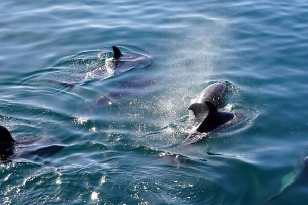 У Чорному морі загинули майже 1000 дельфінів, – Міндовкілля