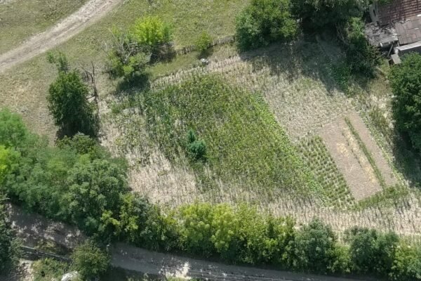 На Вінниччині завдяки безпілотнику прикордонники виявили поле конопель (ФОТО, ВІДЕО)