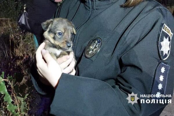 Поліція показала наслідки вечірньої атаки на Одещину (ФОТО)