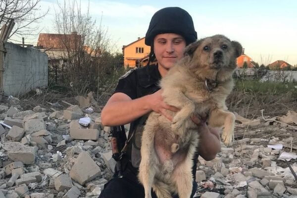 На місці ракетного удару в Сумах врятували переляканого собаку (ФОТО, ВІДЕО)