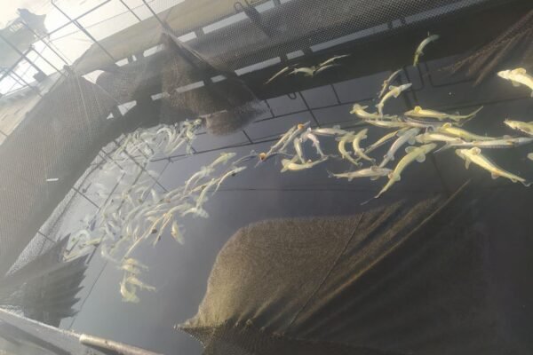 На Вінниччині загинули 9 тонн осетрових видів риби (ФОТО)