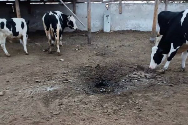 На Херсонщині через російський обстріл агропідприємства загинули десяток корів (ФОТО)