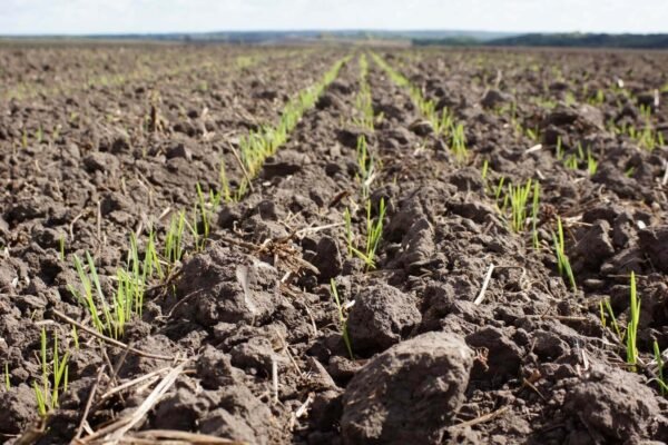 В Україні вже посіяли майже 3,7 мільйона гектарів озимих