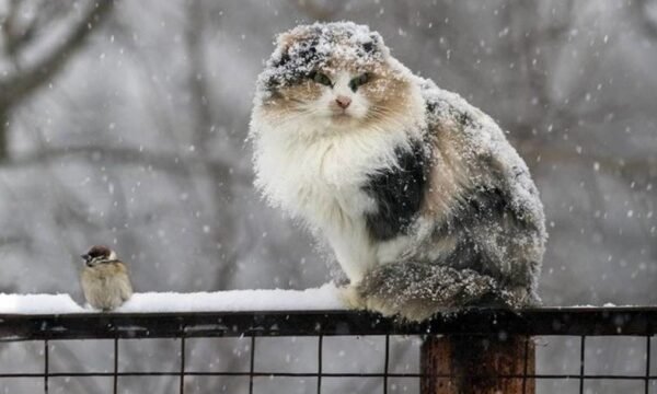 Синоптики попередили про різке похолодання в Україні вже найближчим часом