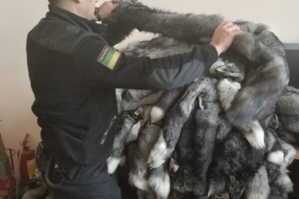 Дві жінки намагалися приховано ввезти в Україну майже 100 шкір чорнобурки