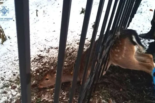 На Київщині рятувальники звільнили дику козулю, яка застрягла в паркані (ФОТО, ВІДЕО)