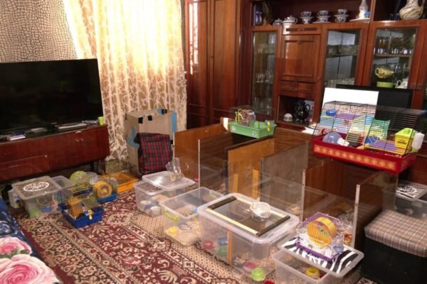 У Кропивницькому жінка прихистила понад 70 хом’яків з окупованих територій (ФОТО)