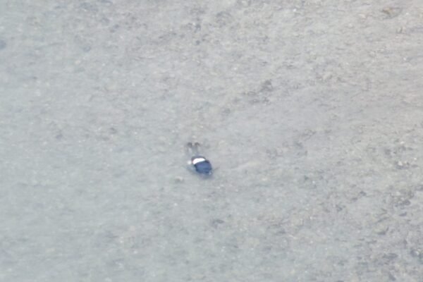 У Тисі потонув 33-річний ухилянт з Харкова (ВІДЕО)