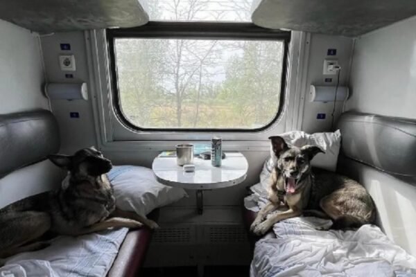 “Укрзалізниця” оновить правила перевезень тварин у поїздах