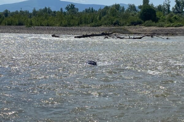 Несло течією: у Тисі знайшли чергового потопельника (ФОТО, ВІДЕО)