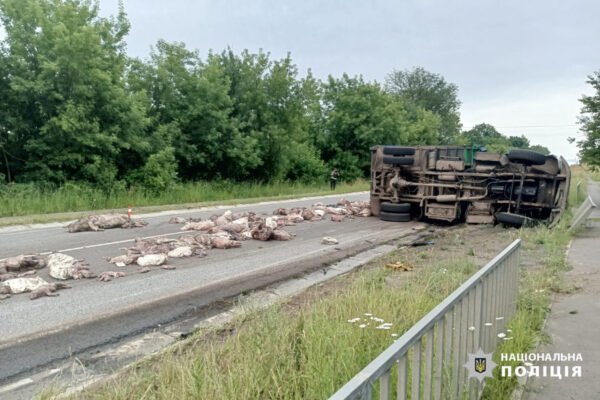 На Черкащині перекинулася вантажівка із тоннами тушок свинини: частина випала на дорогу (ФОТО)