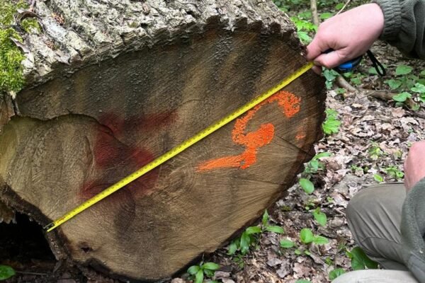 На Буковині лісник допустив незаконну вирубку дерев на майже 2 млн грн