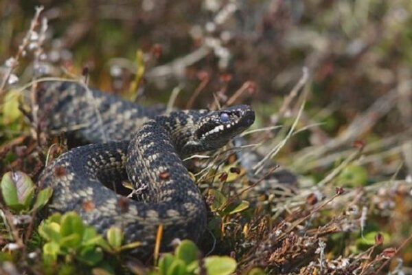 На Львівщині киянин потрапив до лікарні через укус змії
