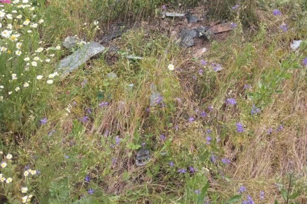 Прикордонники знищили російський розвідувальний дрон у Вовчанську