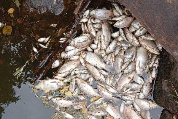 На Житомирщині зафіксували масовий мор риби (ФОТО)