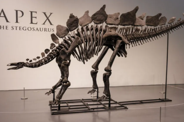 На аукціоні в Нью-Йорку продали скелет динозавра за 44,6 млн доларів