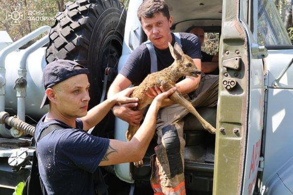Хортиця у вогні: Під час ліквідації масштабного загоряння на острові вогнеборці врятували косулю