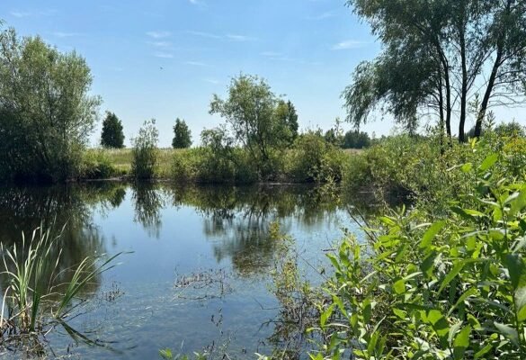 На Київщині зі ставка дістали тіло чоловіка
