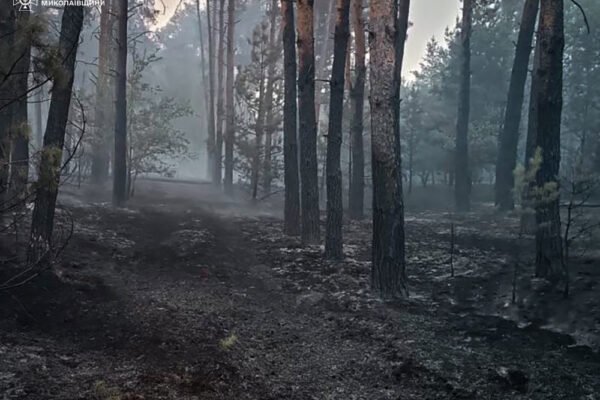 На Миколаївщині другий день горить лісовий масив (ФОТО)