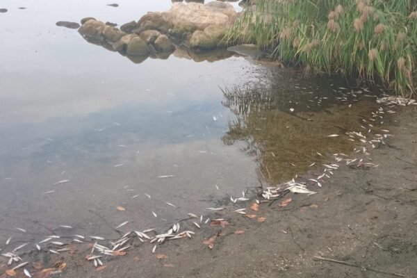 На Вінниччині у Ладижинському водосховищі зафіксували мор риби (ФОТО)