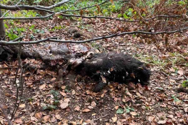 На Львівщині браконьєри вбили двох червонокнижних зубрів (ФОТО)