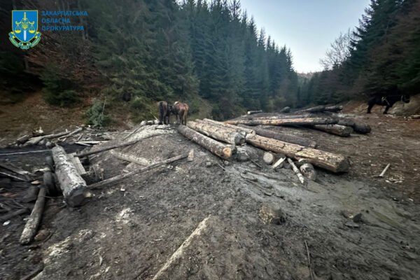 Масштабна вирубка лісу на Закарпатті: Під час проведення слідчих дій місцеві жителі чинили активний опір правоохоронцям